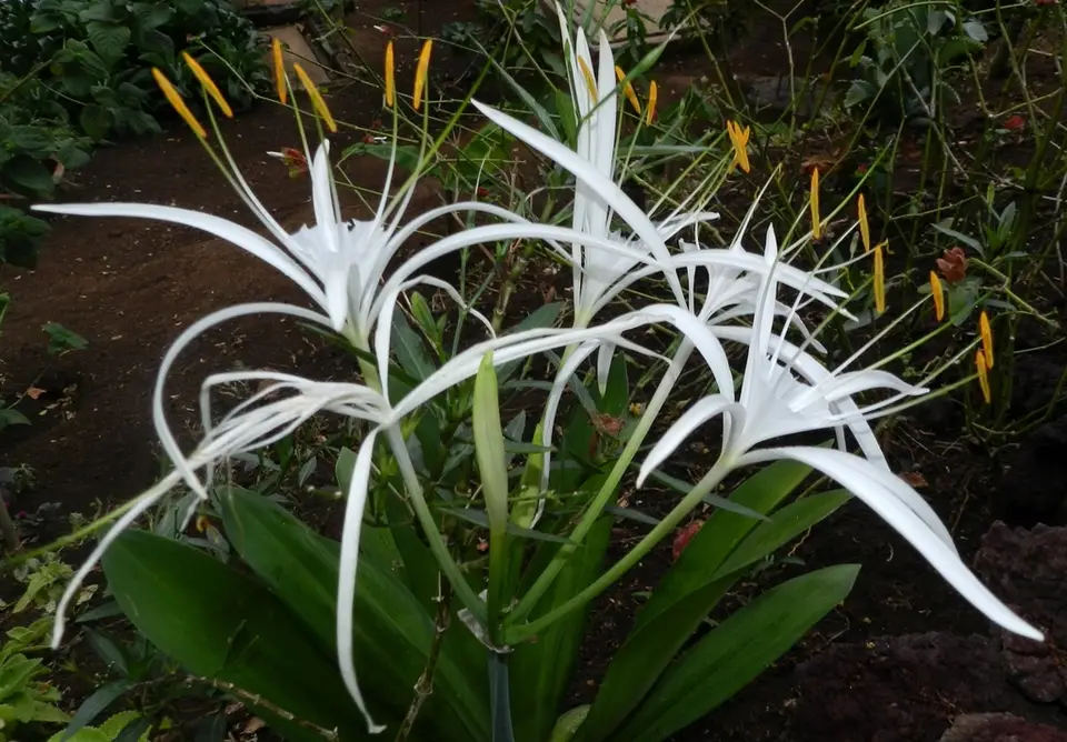 Perfumed Spiderlily (Hymenocallis latifolia)