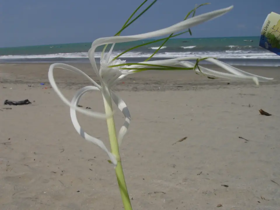 Beach Spider Lily (Hymenocallis littoralis)