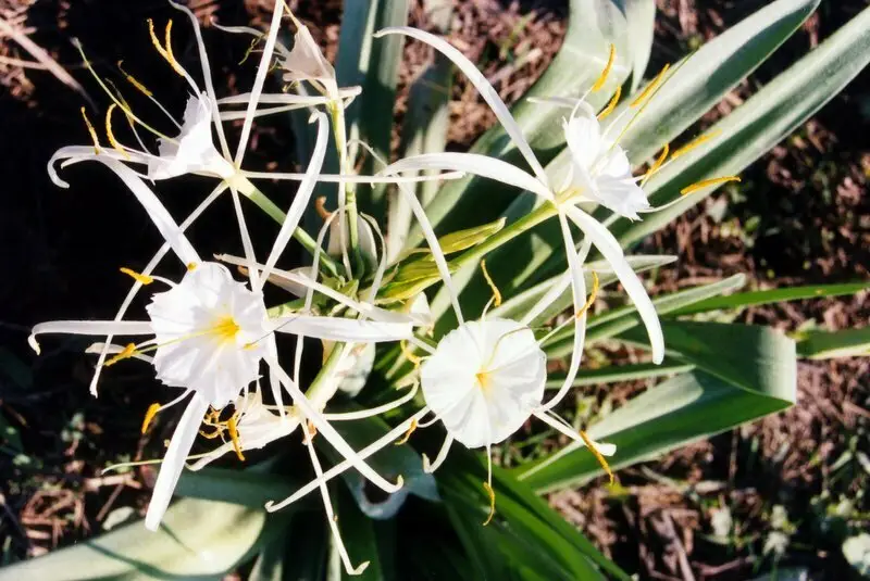 Woodland Spider-Lily (Hymenocallis occidentalis)