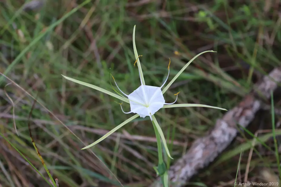 Alligator Lily (Hymenocallis palmeri)
