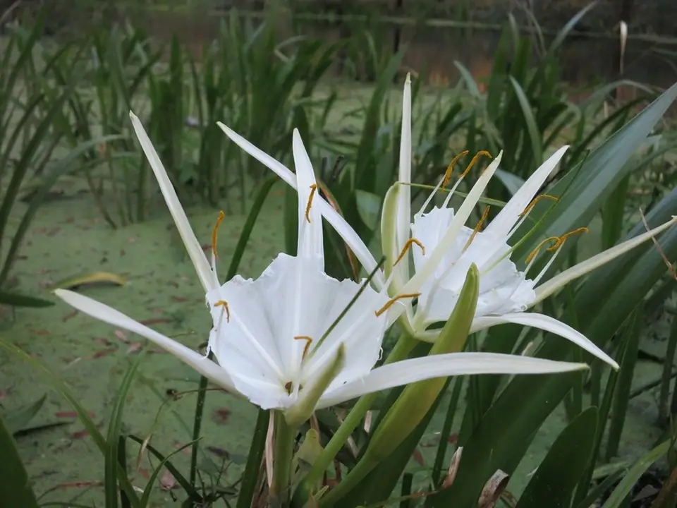 Spring-Run Spiderlily (Hymenocallis rotata)
