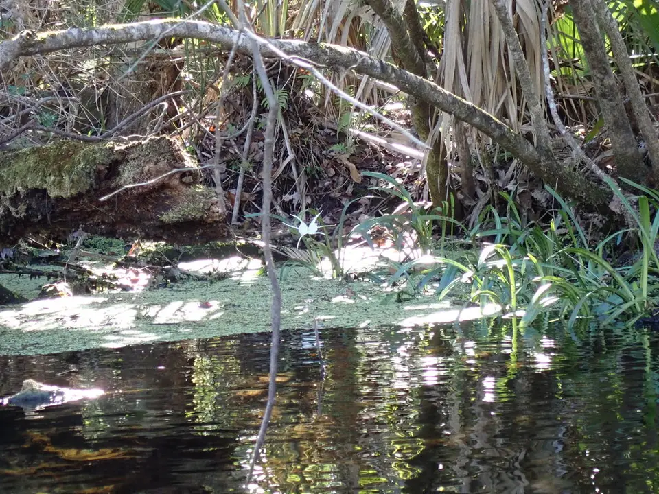 Florida Spiderlily (Hymenocallis tridentata)