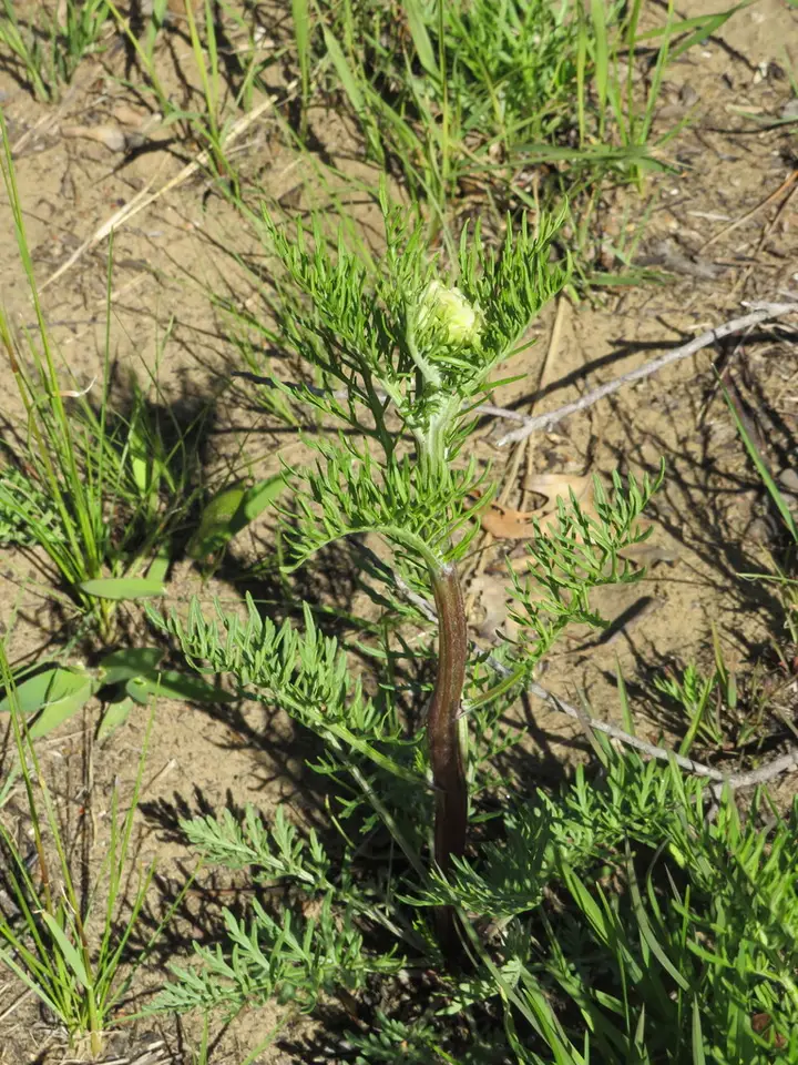 Carolina Woollywhite (Hymenopappus scabiosaeus)