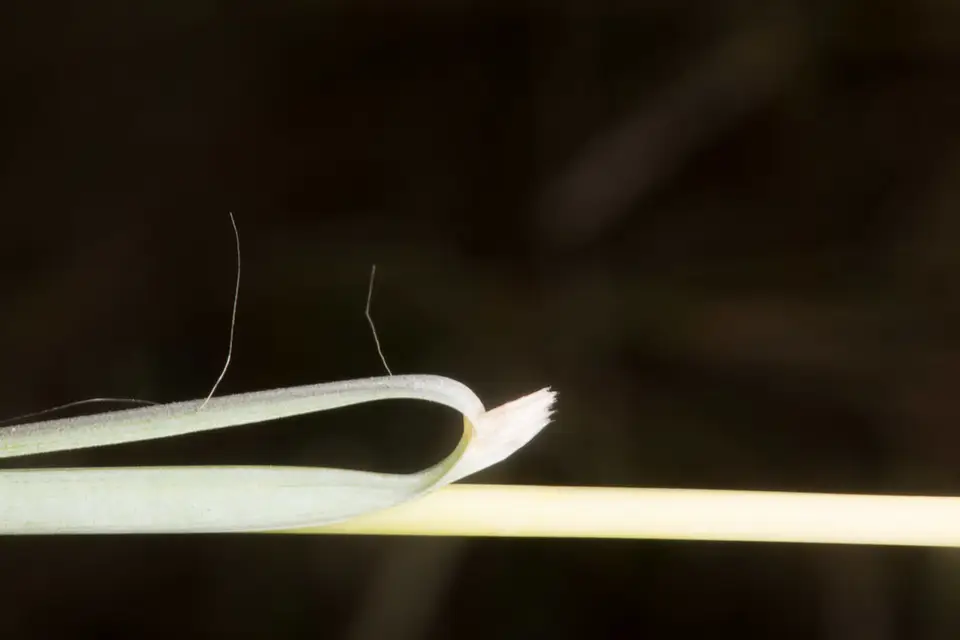 Thatching Grass (Hyparrhenia hirta)