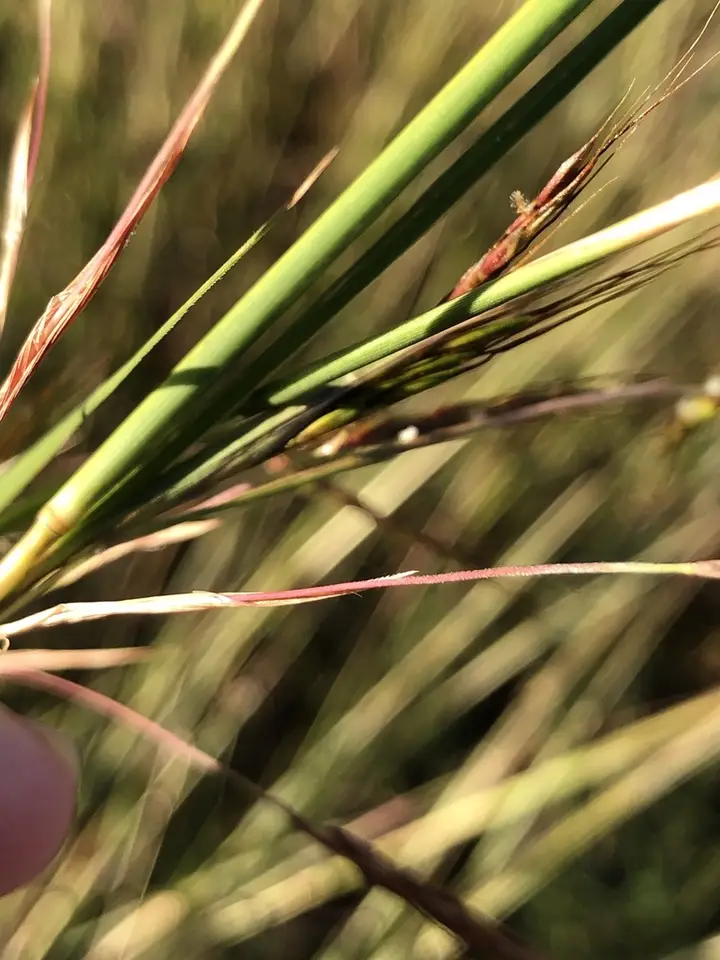 Thatching Grass (Hyparrhenia rufa)