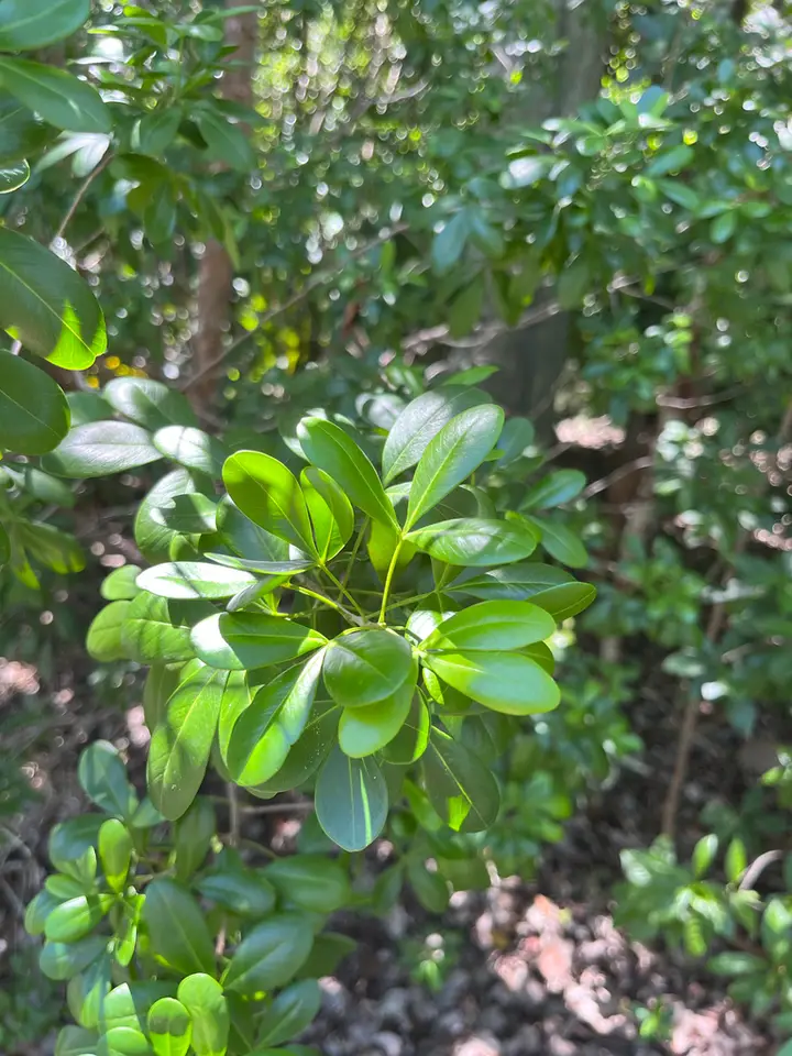 White Ironwood (Hypelate trifoliata)