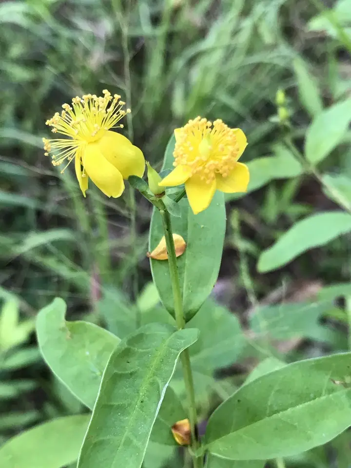 Dogbane St. John's-Wort (Hypericum apocynifolium)