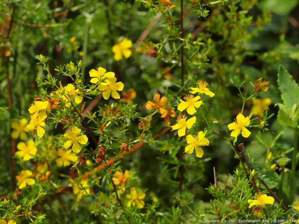 Coastal Plain St. John's Wort (Hypericum brachyphyllum)