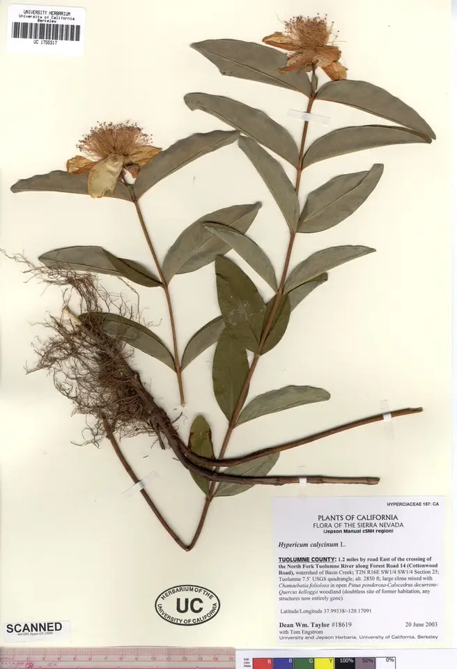 Aaron's Beard (Hypericum calycinum)