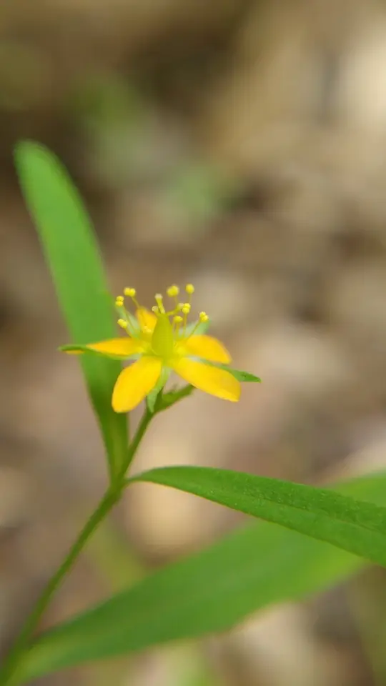 Canada St. John's Wort (Hypericum canadense)