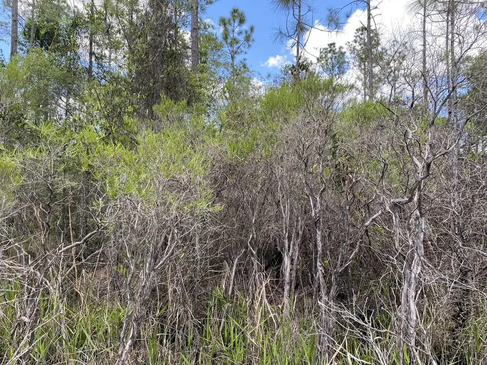 Apalachicola St. Johnswort (Hypericum chapmanii)
