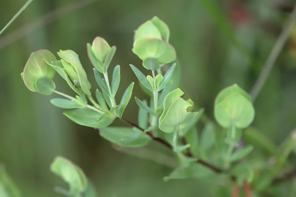 St. Peter's-Wort (Hypericum crux-andreae)