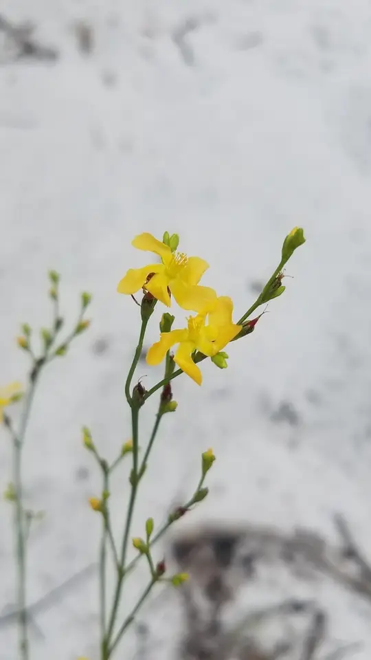 Highlands Scrub St. John's-Wort (Hypericum cumulicola)
