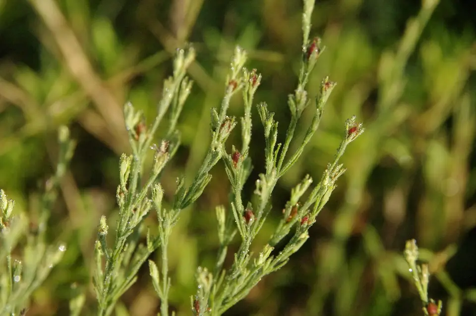 Nits and Lice (Hypericum drummondii)