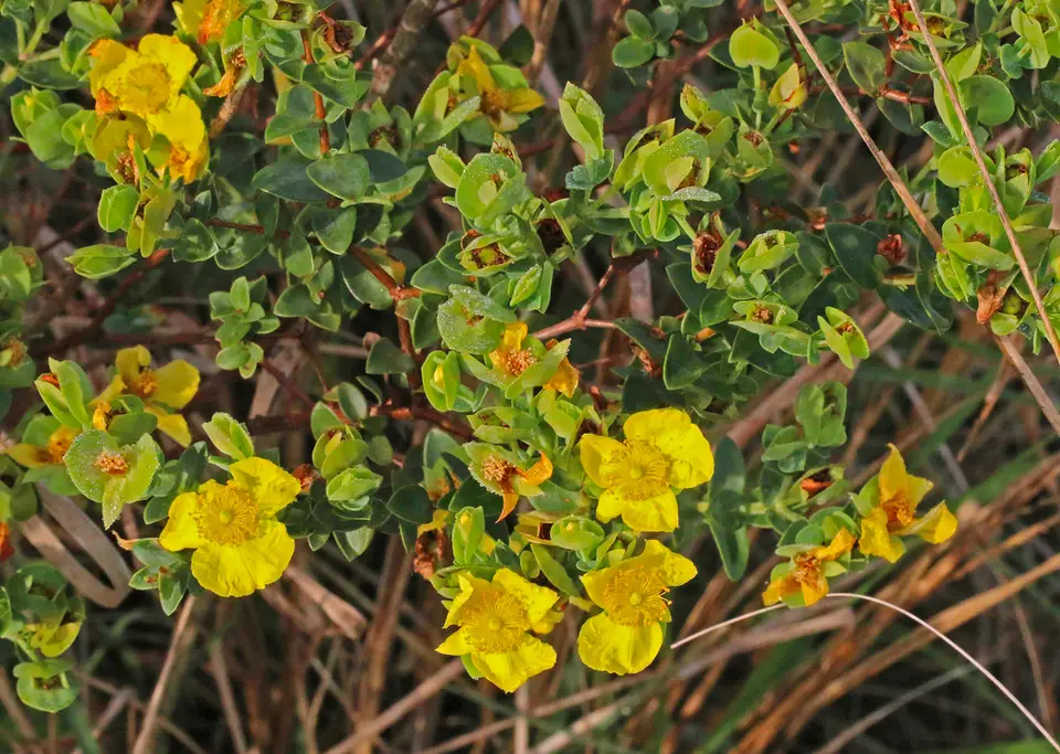 Arcadian St. John's Wort (Hypericum edisonianum)