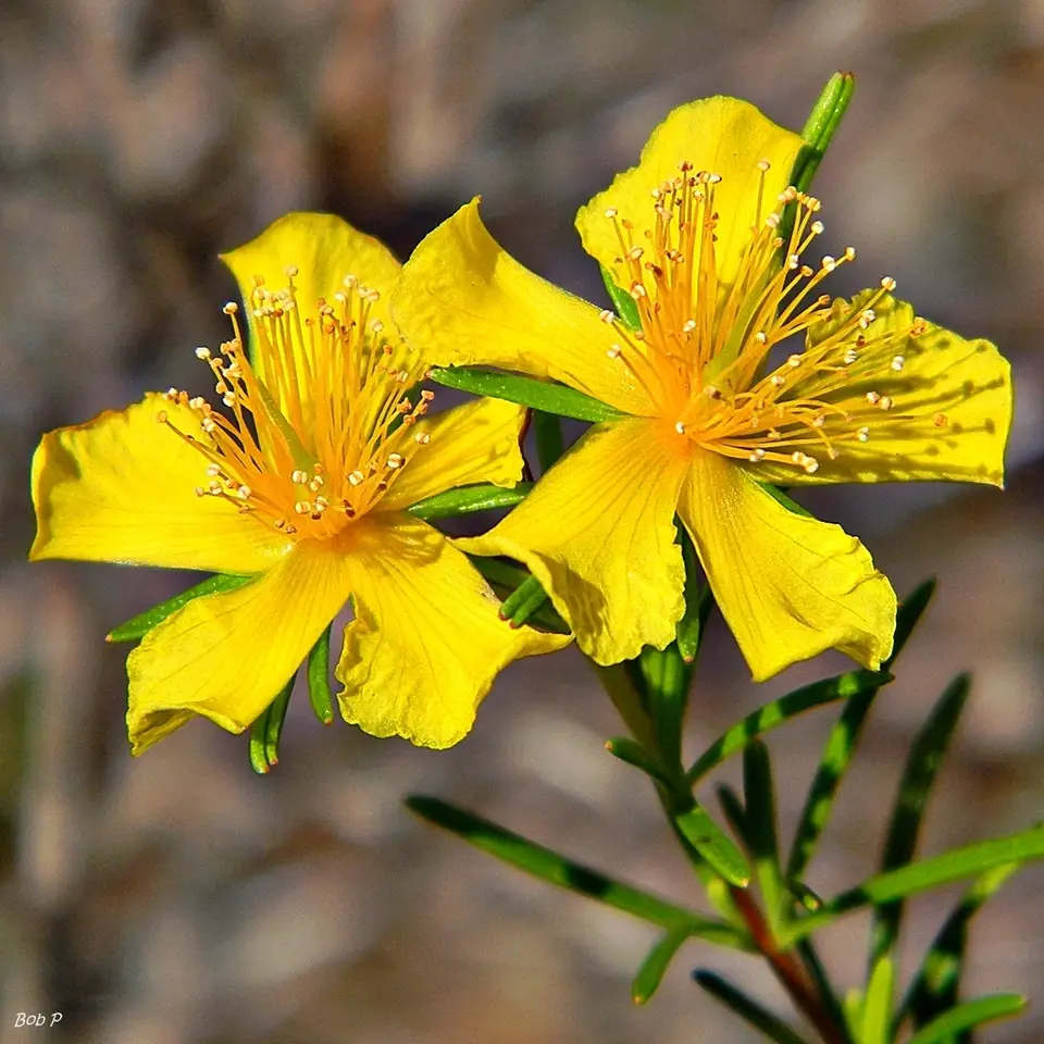 Peelbark St. John's Wort (Hypericum fasciculatum)