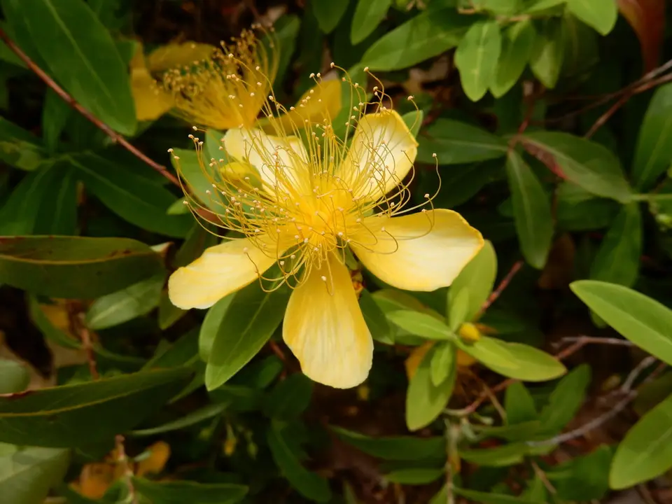 Cedarglade St. John's Wort (Hypericum frondosum)