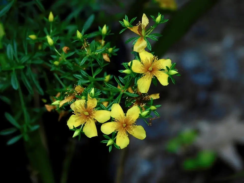 Bedstraw St. John's Wort (Hypericum galioides)