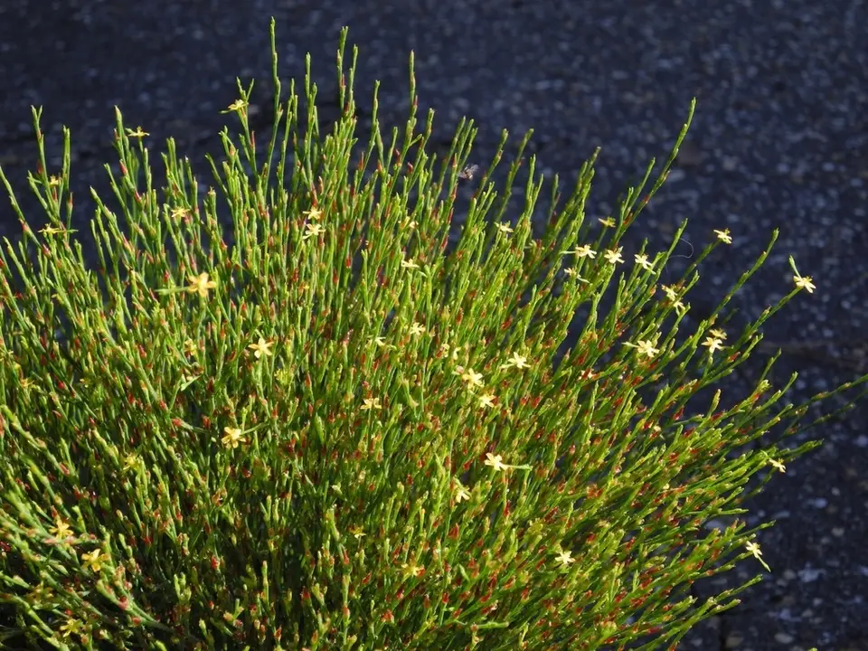 Pineweed (Hypericum gentianoides)