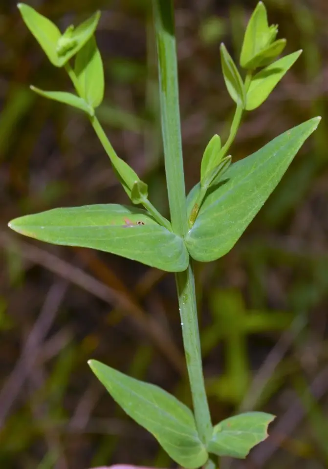 Claspingleaf St. John's Wort (Hypericum gymnanthum)