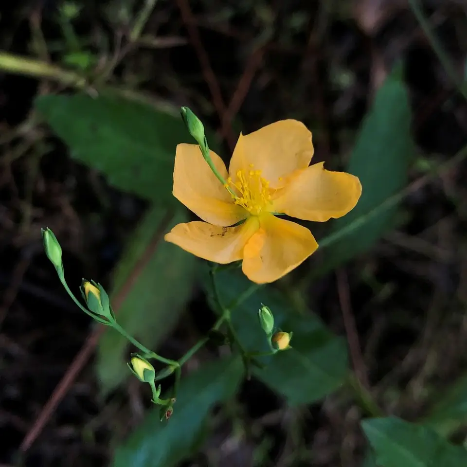 Harper's St. John's Wort (Hypericum harperi)