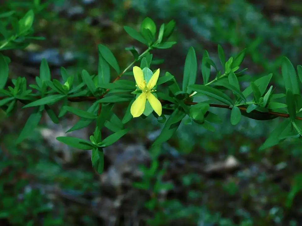 St. Andrew's Cross (Hypericum hypericoides)