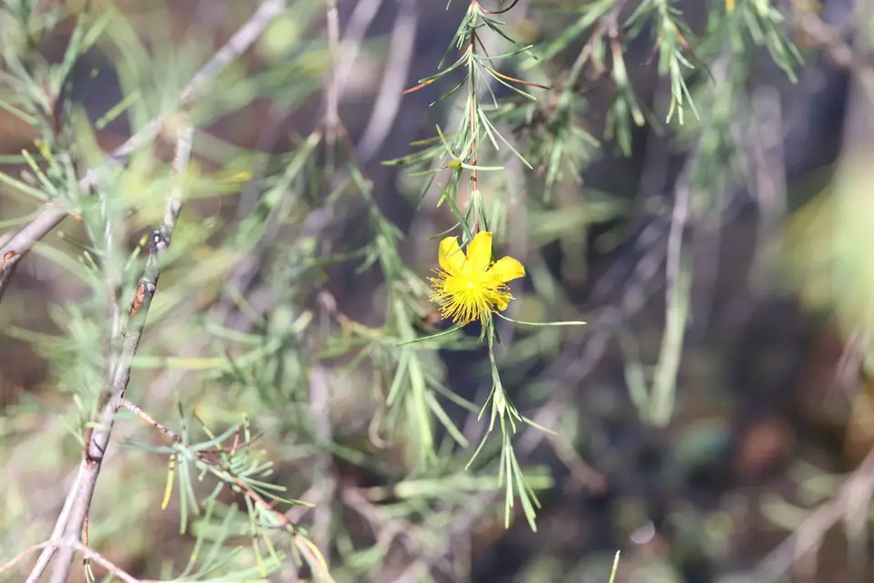Smoothbark St. Johnswort (Hypericum lissophloeus)
