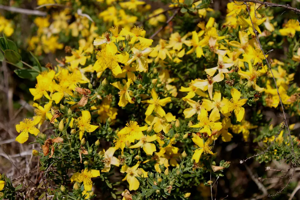 Flatwoods St. John's-Wort (Hypericum microsepalum)
