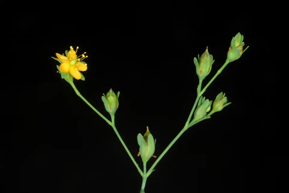 Dwarf St. John's Wort (Hypericum mutilum)