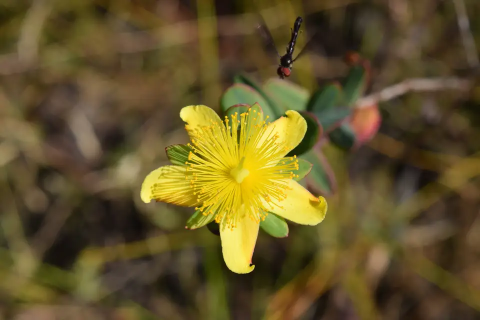 Myrtleleaf St. John's Wort (Hypericum myrtifolium)