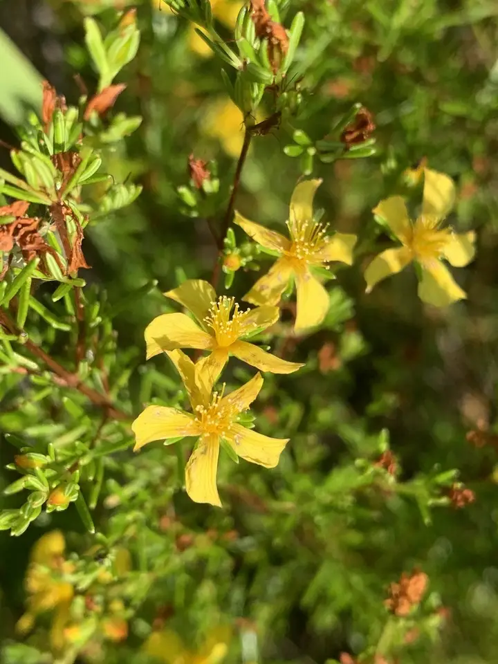 Carolina St. Johnswort (Hypericum nitidum)