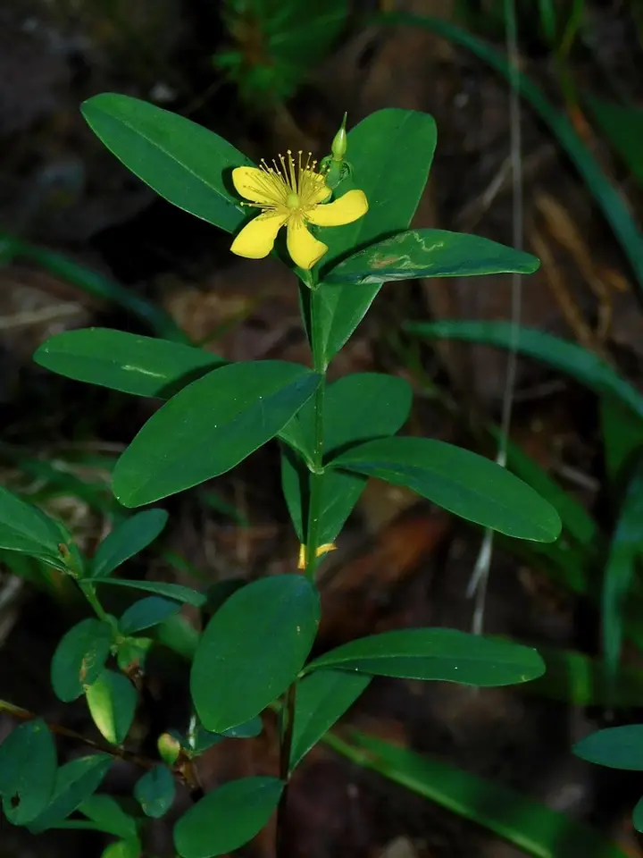 Streambank St. John's-Wort (Hypericum nudiflorum)