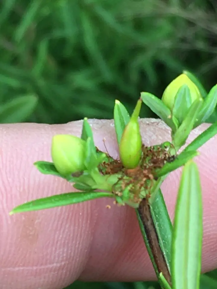 Shrubby St. John's-Wort (Hypericum prolificum)
