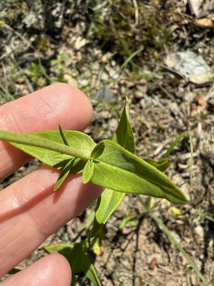 False Spotted St. John's Wort (Hypericum pseudomaculatum)