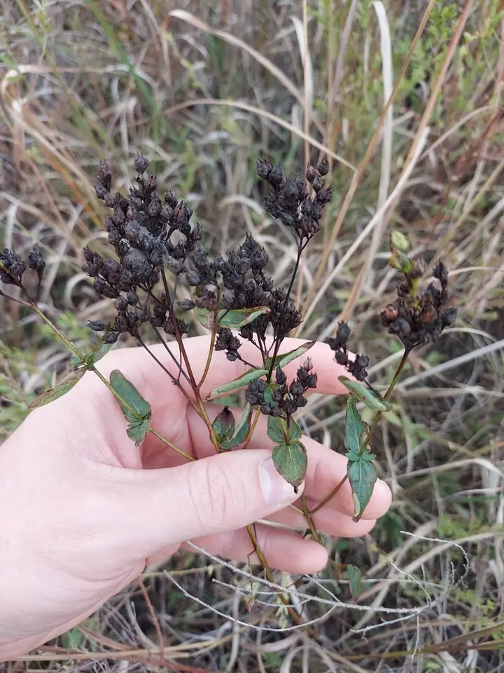 Spotted St. John's Wort (Hypericum punctatum)