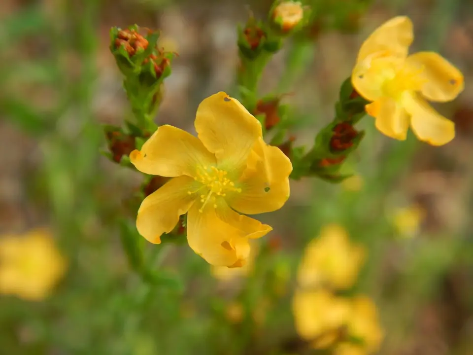 Hairy St. Johnswort (Hypericum setosum)
