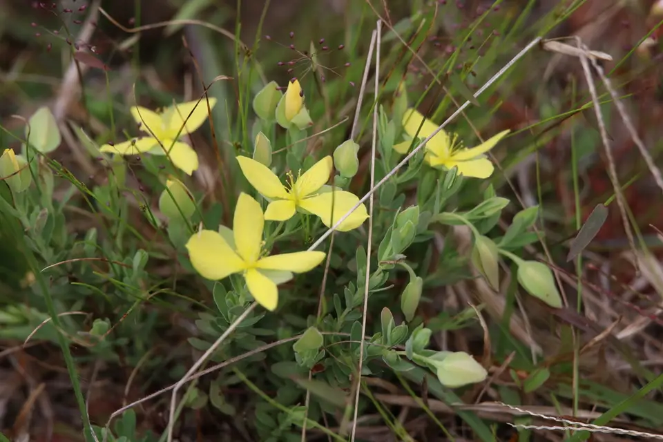 Pineland St. Johnswort (Hypericum suffruticosum)