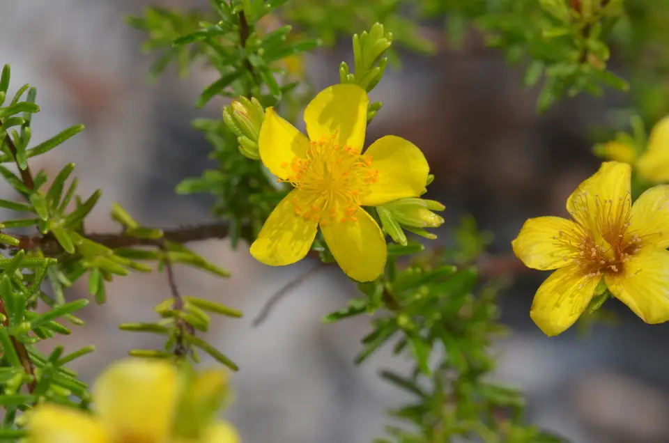 Sandhill St. John's-Wort (Hypericum tenuifolium)
