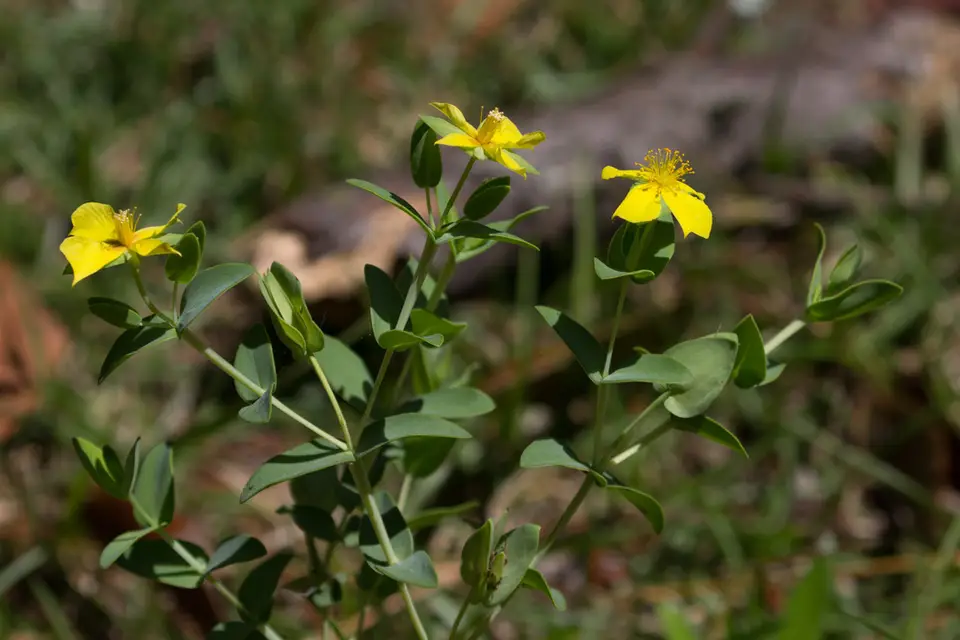 Fourpetal St. Johnswort (Hypericum tetrapetalum)