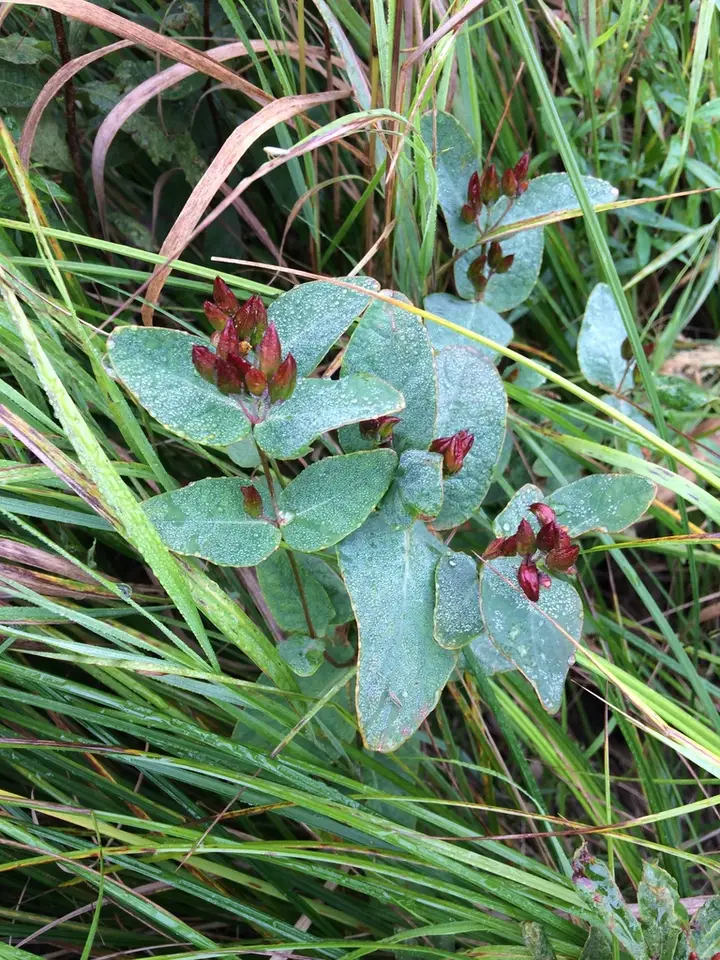Virginia Marsh St. John's-Wort (Hypericum virginicum)