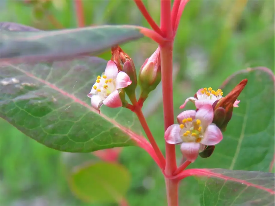 Greater Marsh St. John's-Wort (Hypericum walteri)