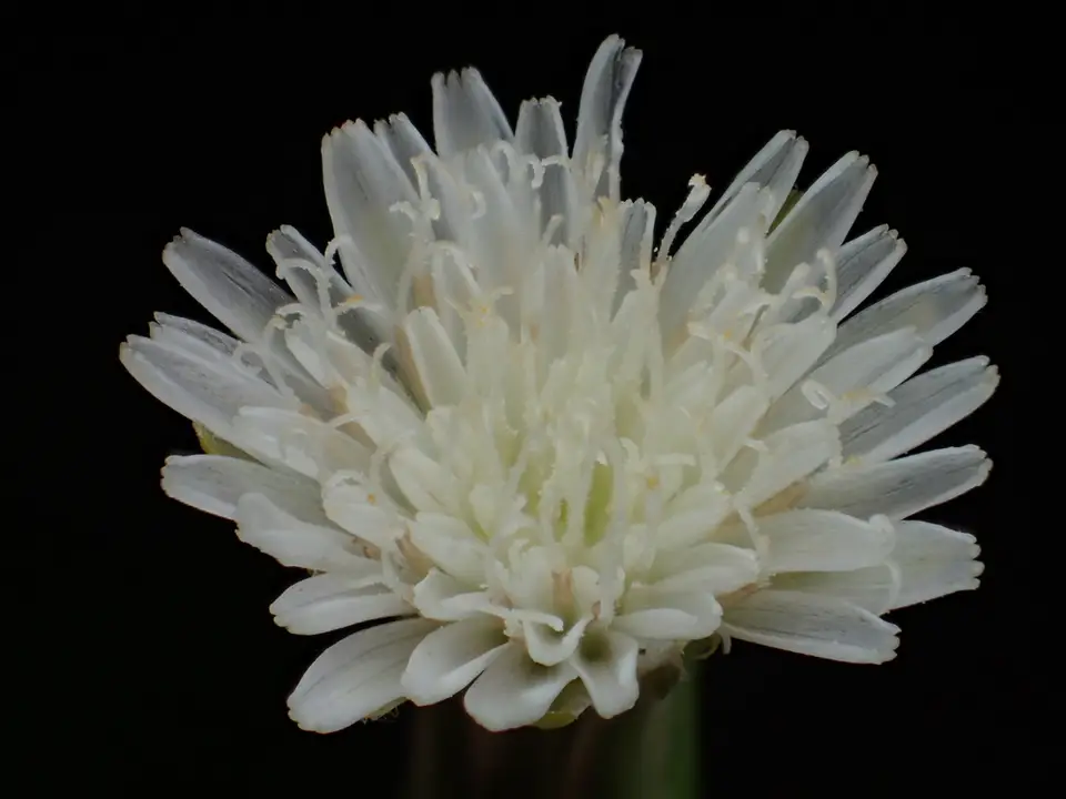 White Flatweed (Hypochaeris albiflora)
