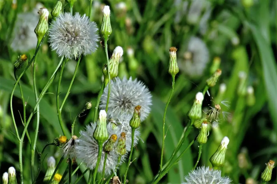 Brazilian Cat's-Ear (Hypochaeris chillensis)