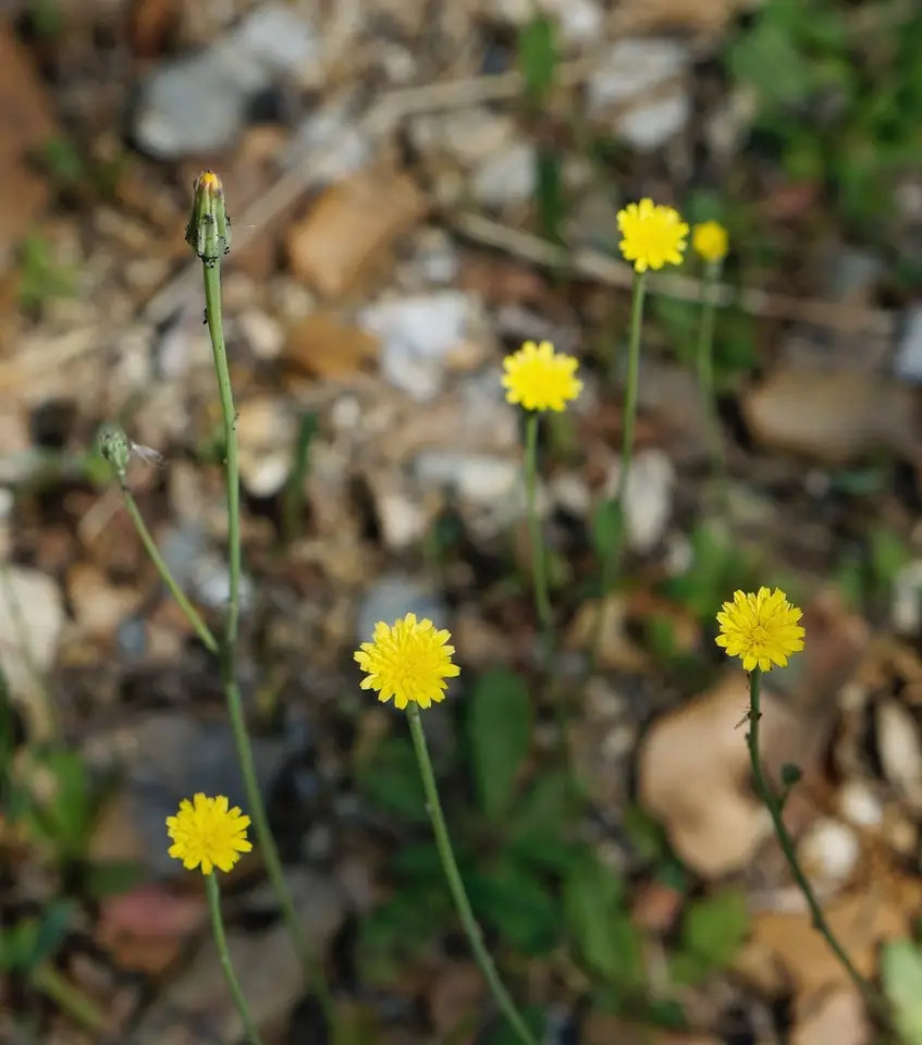 Smooth Cat's Ear (Hypochaeris glabra)