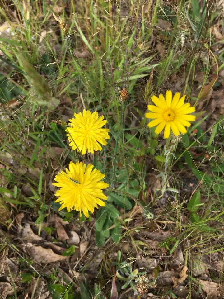 Common Cat's-Ear (Hypochaeris radicata)