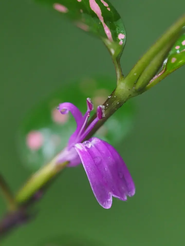 Polka Dot Plant (Hypoestes phyllostachya)