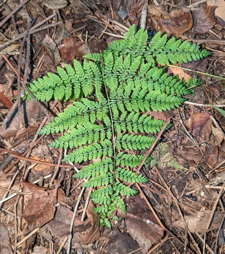 Creeping Bramble Fern (Hypolepis barringtonii)