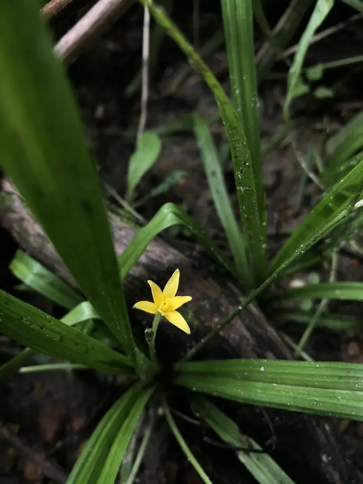 Swamp Star Grass (Hypoxis curtissii)