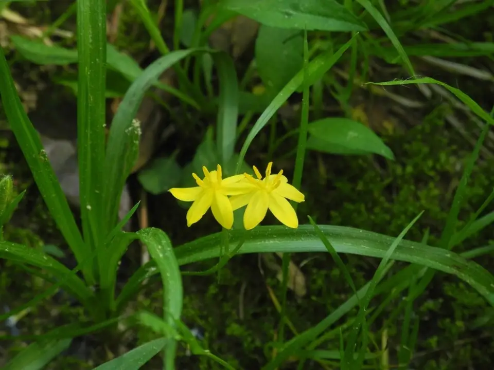 Yellow Star Grass (Hypoxis hirsuta)