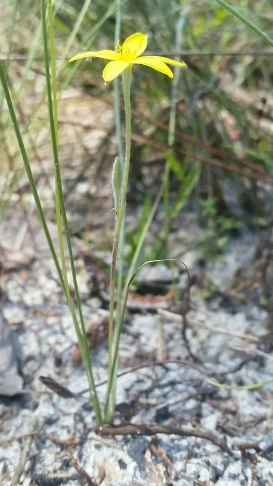 Fringed Star Grass (Hypoxis juncea)